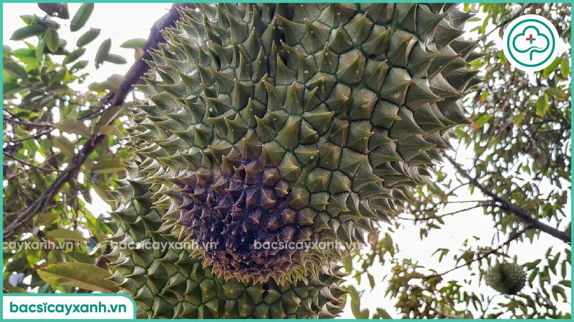 Đặc trị bệnh nứt thân xì mủ