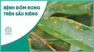 Bệnh đốm rong trên sầu riêng