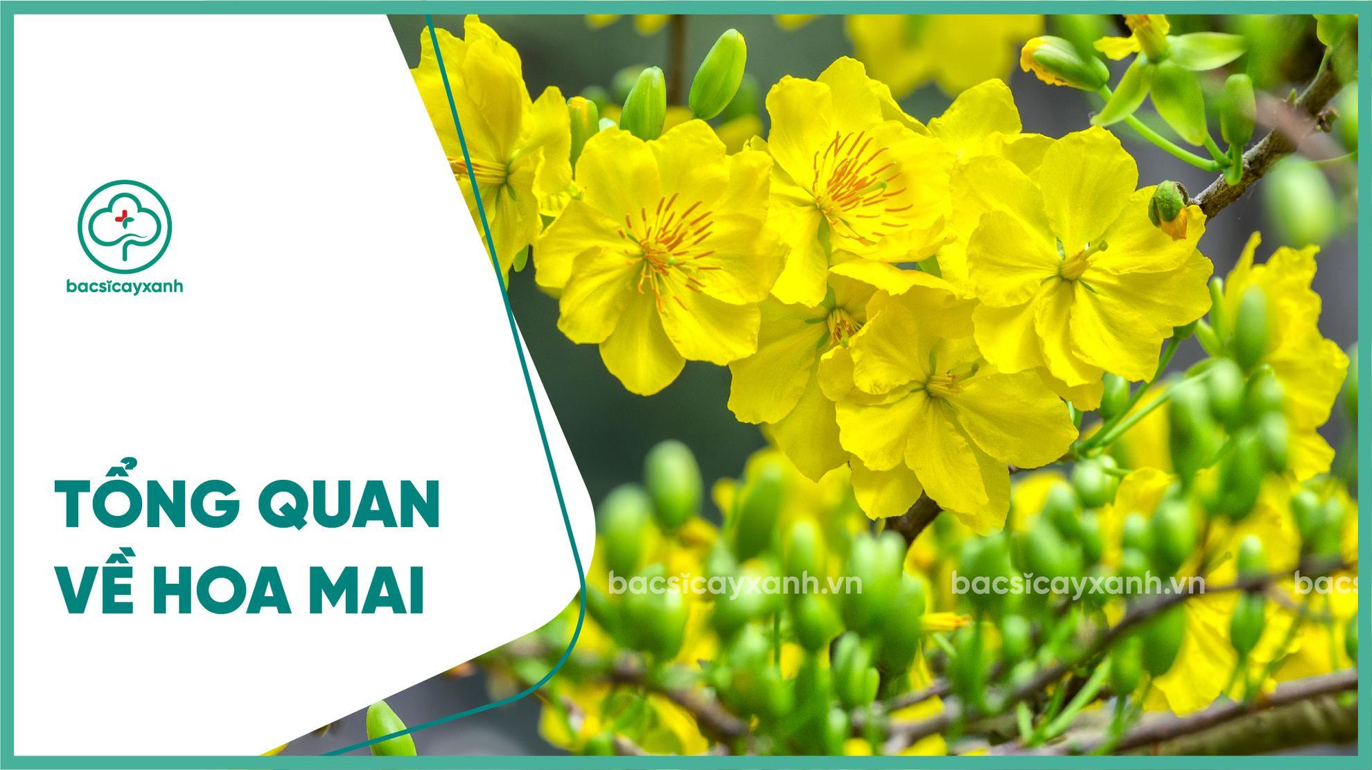 Hiệu quả kinh tế hoa mai không chỉ đơn thuần nằm ở việc tạo ra nguồn thu nhập cho bà con trong mùa Tết, mà còn ở việc trở thành loại hoa xuất khẩu quan trọng của Việt Nam. Cùng ngắm nhìn những khoảnh khắc hoa mai thắm tươi và ngọt ngào trên đất nước ta.
