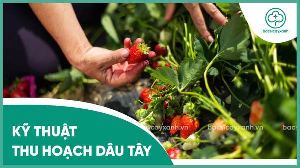 Kỹ thuật thu hoạch dâu tây chất lượng cao