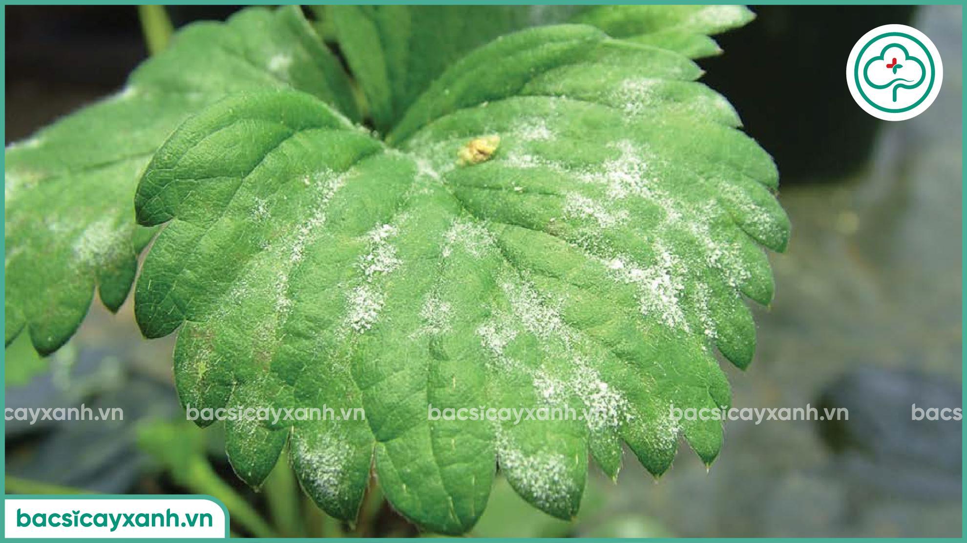 Biểu hiện dâu tây bệnh phấn trắng