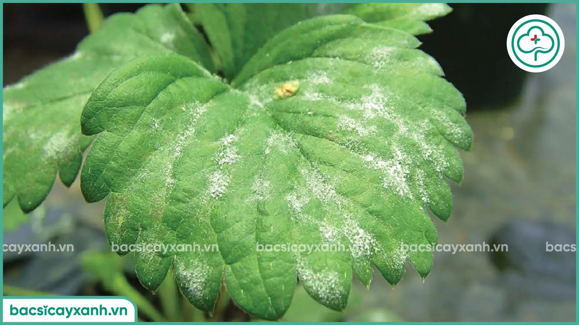 Biểu hiện dâu tây bệnh phấn trắng
