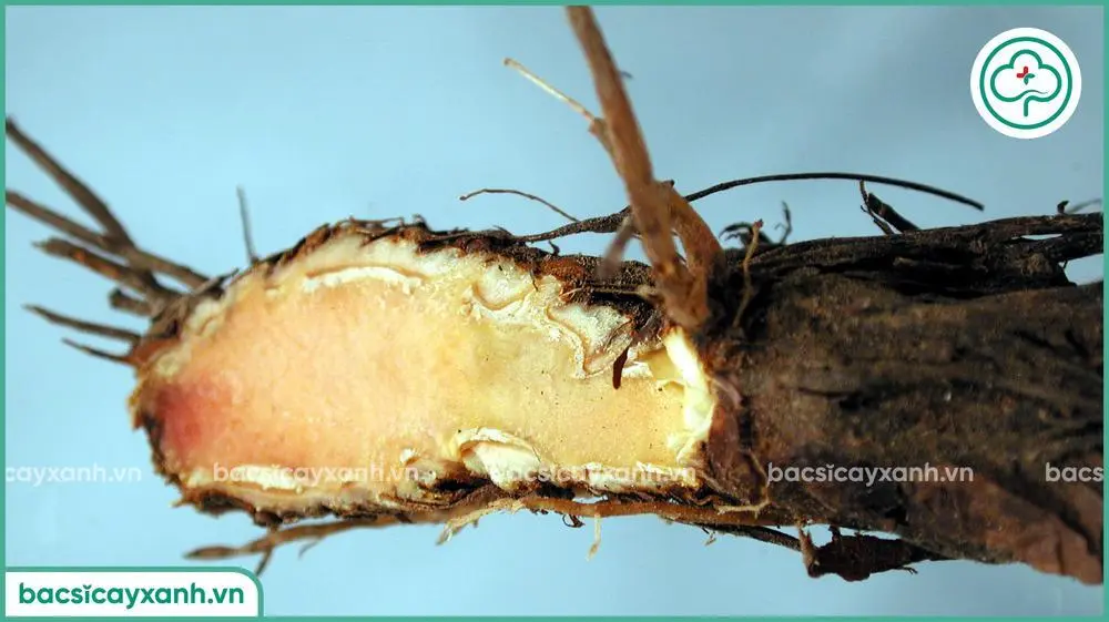 Biểu hiện bệnh thối rễ trên cây dâu tây