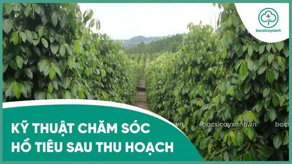 Chăm sóc cây hồ tiêu sau thu hoạch