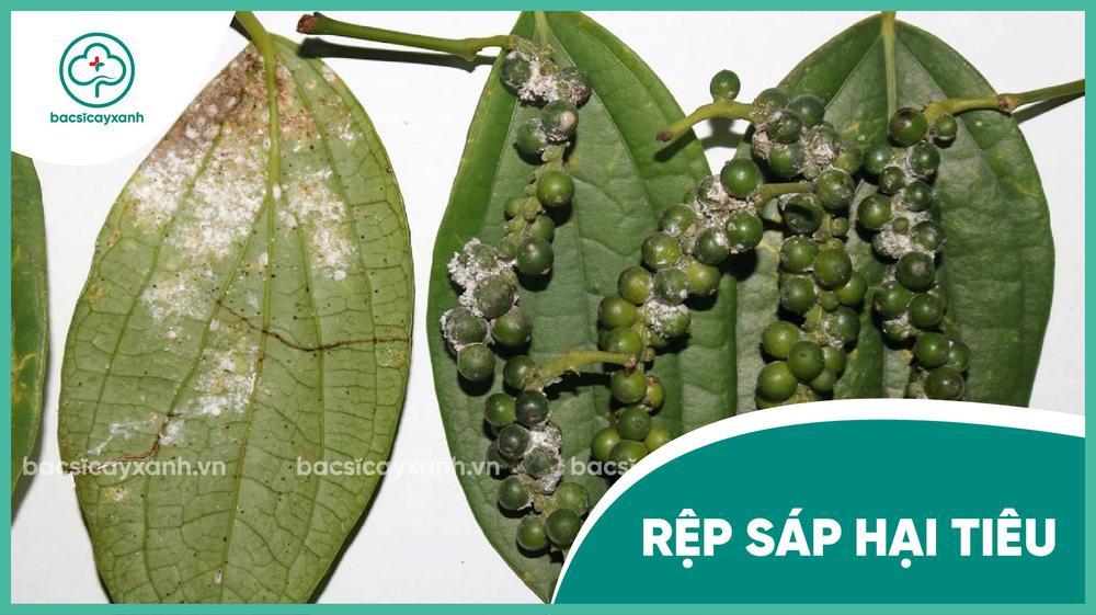 Cách diệt rệp sáp hại tiêu an toàn, hiệu quả