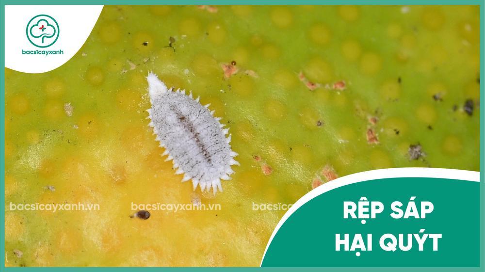 Cách xử lý rệp sáp hại quýt hiệu quả