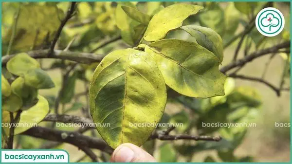 Hậu quả do bệnh vàng lá gân xanh gây ra trên cây quýt