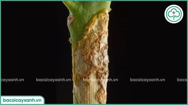 Biểu hiện của bệnh loét vi khuẩn trên cây quýt