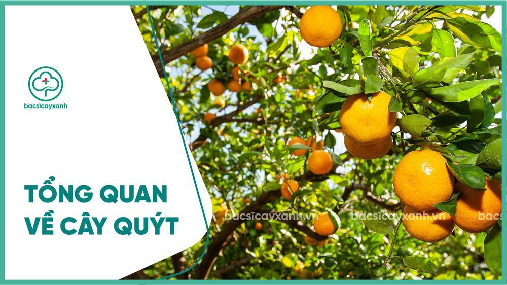 Giới thiệu tổng quan về cây quýt