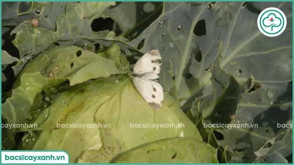 Sâu xanh bướm trắng hại cây bắp cải