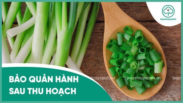 Hướng dẫn cách bảo quản hành lá đúng cách