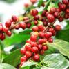 Kỹ thuật trồng cà phê