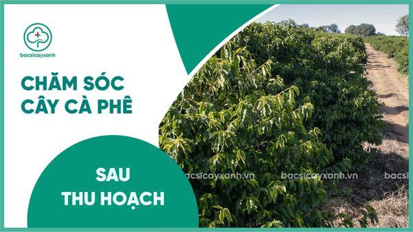 Hướng dẫn kỹ thuật chăm sóc cà phê giai đoạn sau thu hoạch