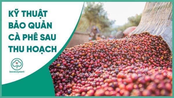 Cách bảo quản cà phê đạt chuẩn xuất khẩu