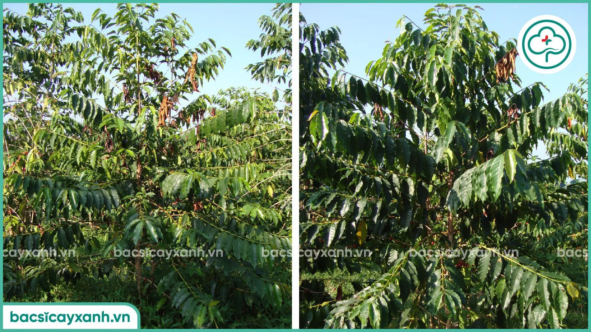 Thiệt hại do mọt đục cành
