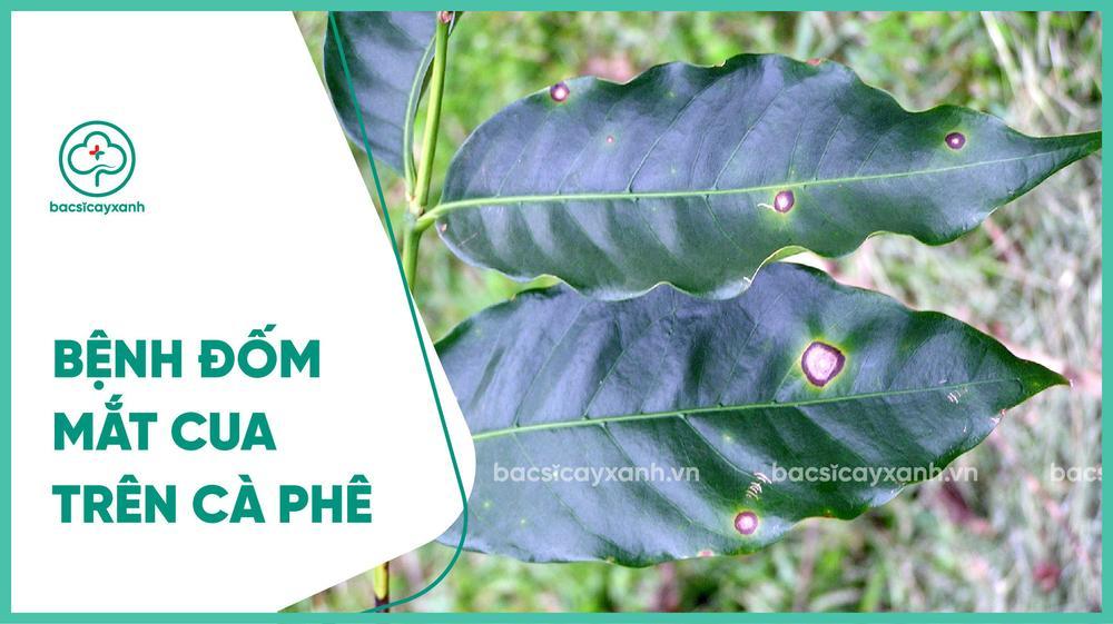 Biện pháp phòng trừ bệnh đốm mắt cua trên cây cà phê