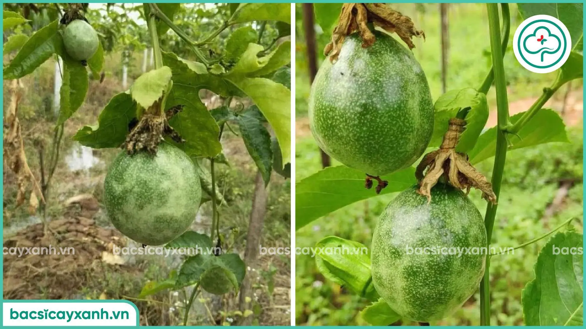 Bệnh phấn trắng trên chanh dây