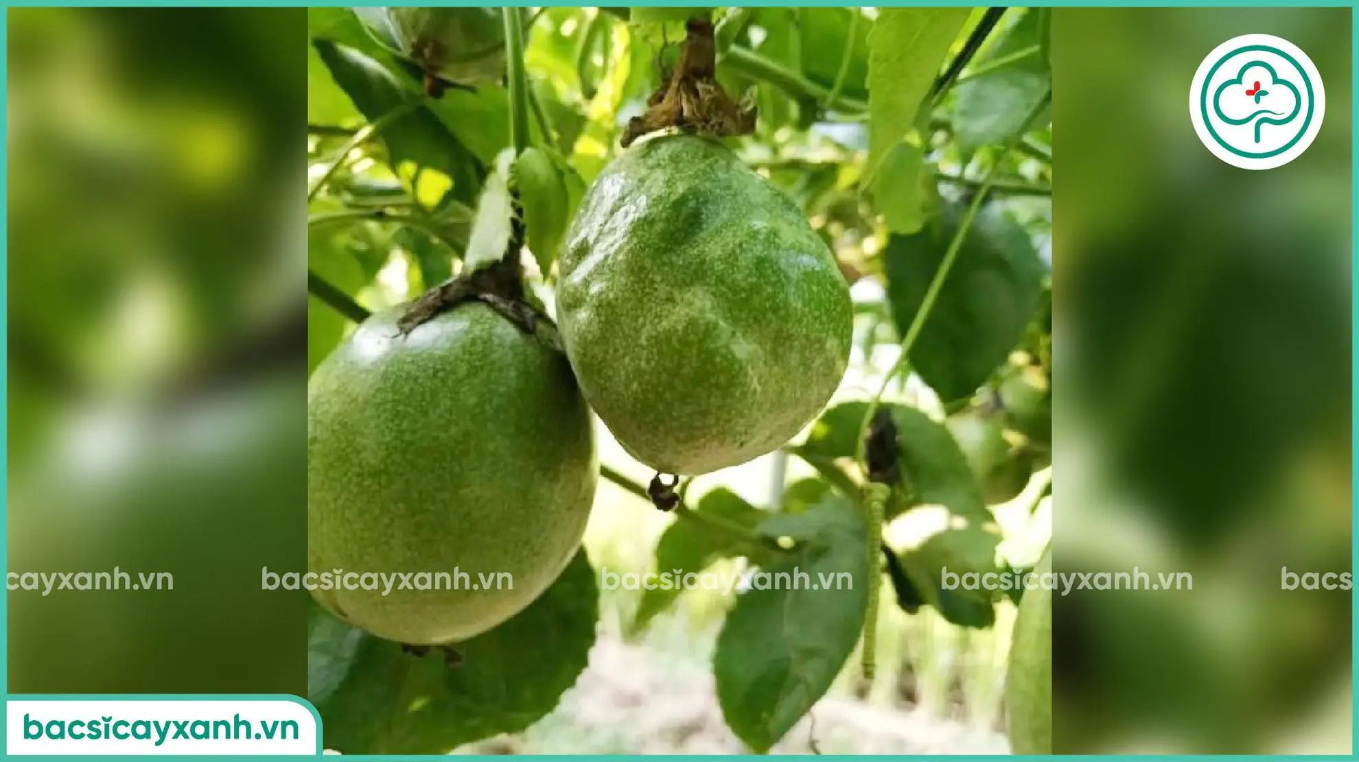 Bệnh cứng trái trên chanh dây