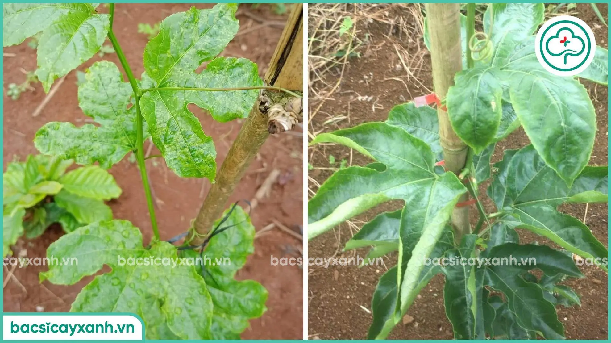 Biểu hiện bệnh xoăn lá trên cây chanh dây