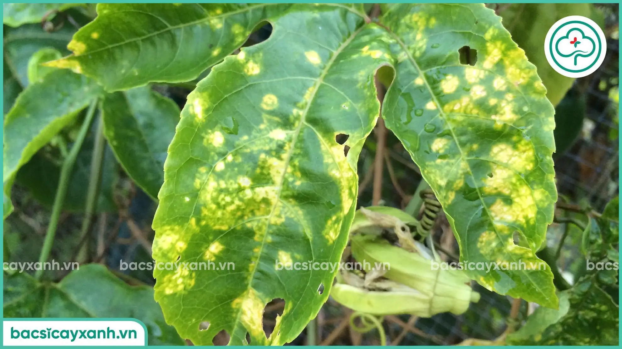 Biểu hiện bệnh xoăn lá ở chanh dây