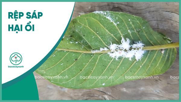 Rệp sáp hại ổi
