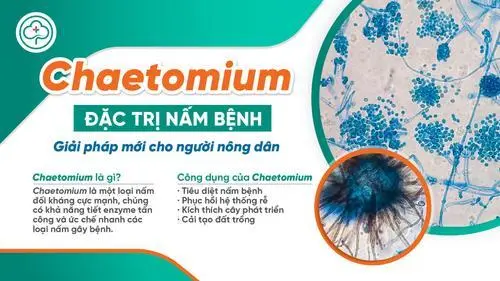 Nấm Chaetomium - Giải pháp mới trị nấm bệnh cây trồng