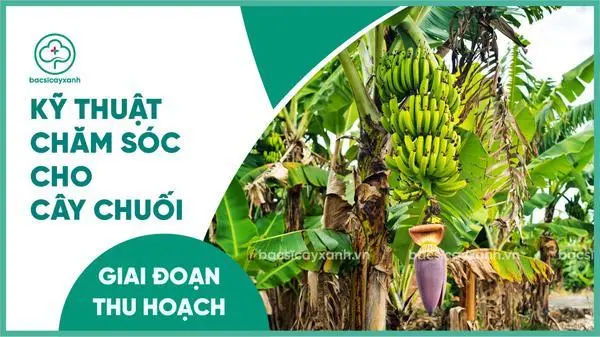 Chăm sóc cây chuối thu hoạch