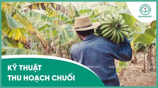 Kỹ thuật thu hoạch chuối