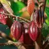 Kỹ thuật trồng cacao