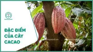 Tổng quan về cây cacao