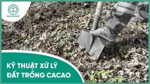 Kỹ thuật cải tạo, xử lý đất trồng cacao