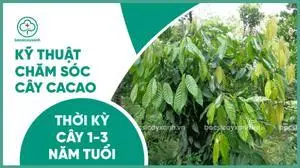 Chăm sóc và bón phân cây cacao từ 1 đến 3 năm tuổi