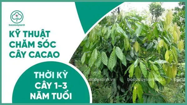  Chăm sóc cây cacao từ 1 đến 3 năm tuổi