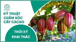 Chăm sóc và bón phân cây cacao thời kỳ khai thác