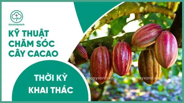 Chăm sóc cacao thời kỳ khai thác