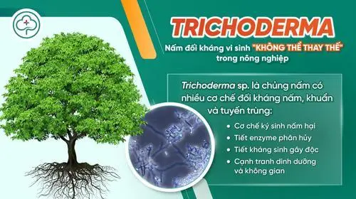 Nấm đối kháng vi sinh Trichoderma trong nông nghiệp