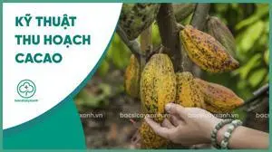 Kỹ thuật thu hoạch quả cacao