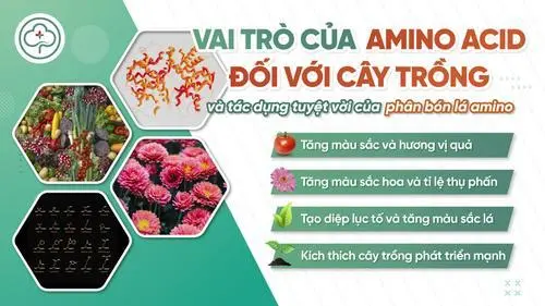 Amino Acid là gì? Tác dụng của phân bón lá Amino Acid đối với cây trồng 