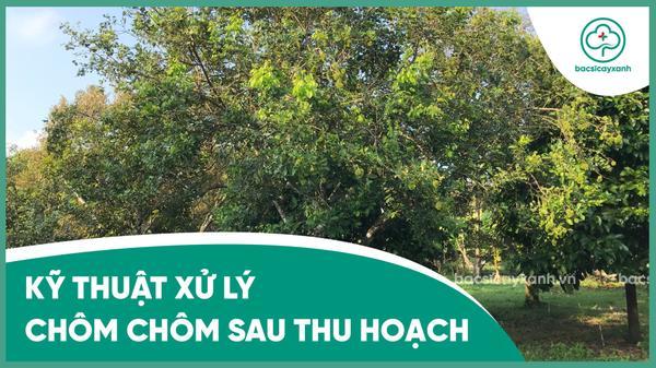 Hướng dẫn chi tiết chăm sóc chôm chôm sau thu hoạch