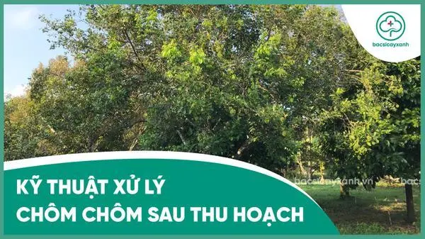 Chăm sóc chôm chôm sau thu hoạch