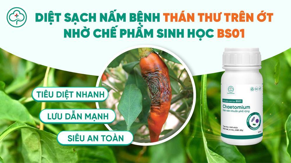 Bệnh thán thư ảnh hưởng đến những bộ phận nào của cây ớt?
