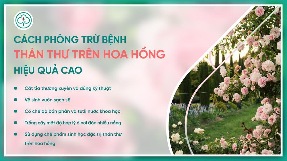 Có những loại thuốc đặc trị bệnh thán thư nào khác nhau trên thị trường?
