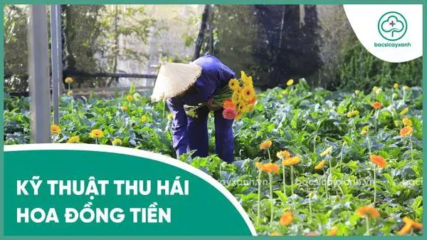 Kỹ thuật thu hái hoa đồng tiền