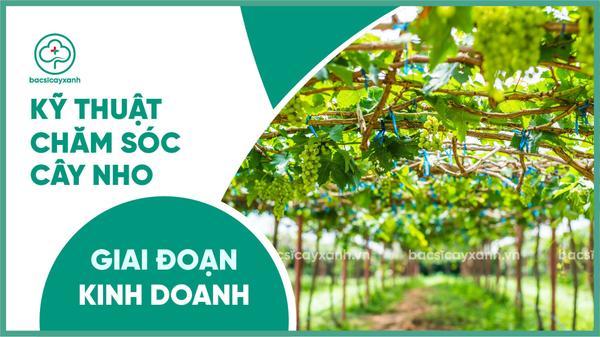 Chi tiết cách chăm sóc cây nho giai đoạn kinh doanh