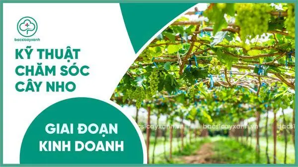 Kỹ thuật chăm sóc cây nho giai đoạn kinh doanh