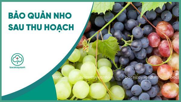 Hướng dẫn kỹ thuật bảo quản nho đúng cách