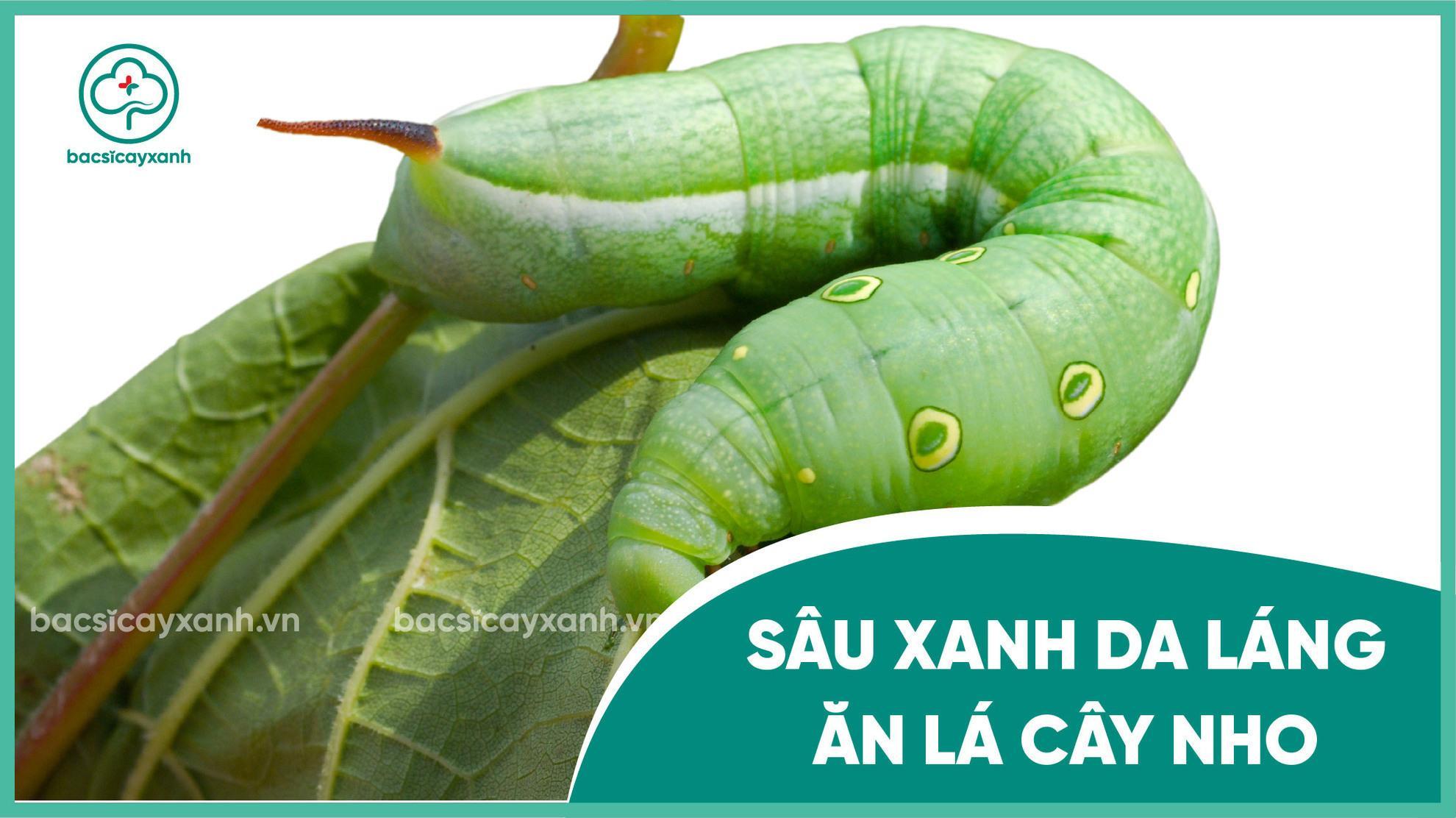 Sâu Cây Nho - Tổng Hợp Kiến Thức và Phòng Trừ