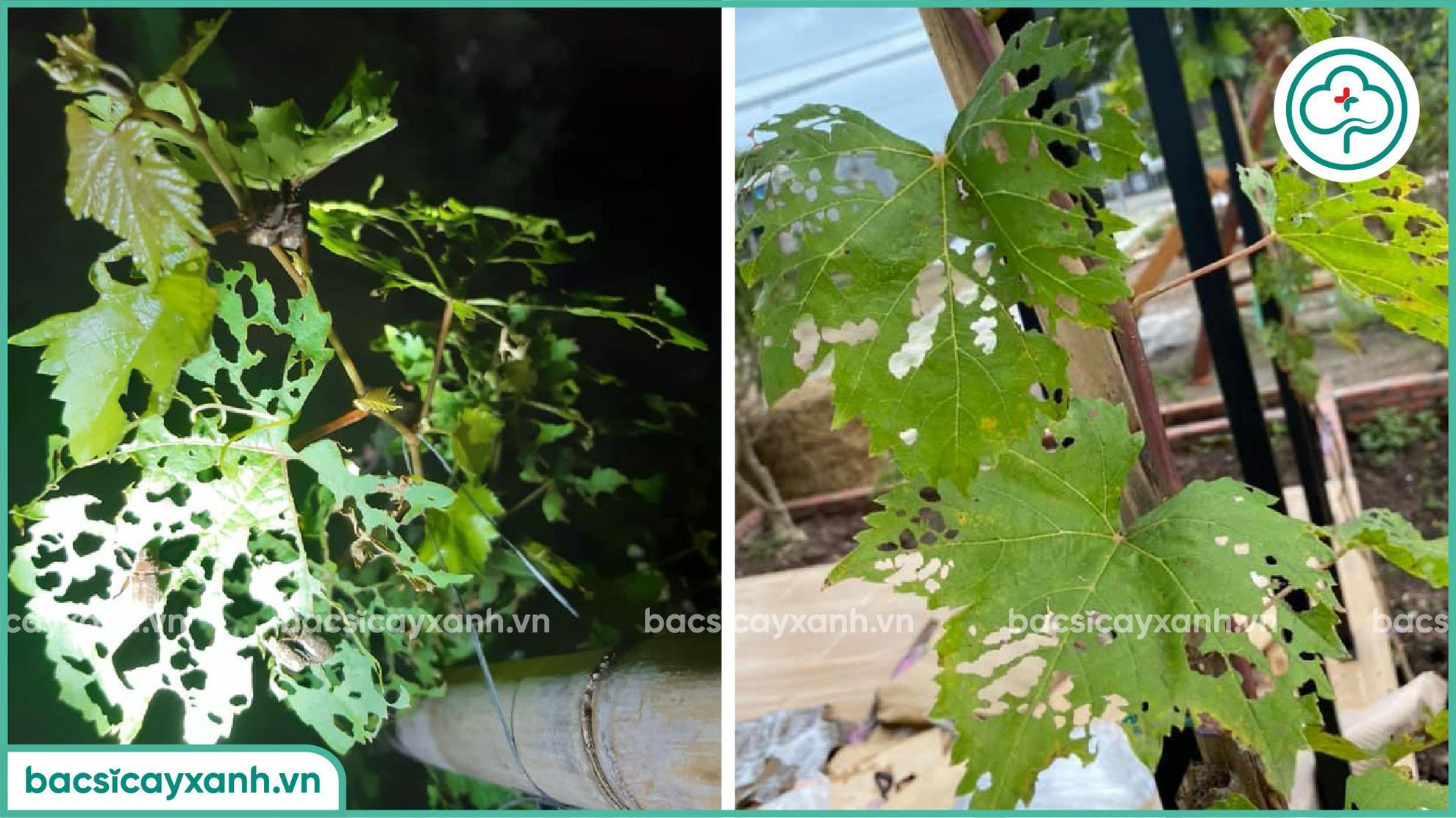Thiệt hại do mọt trên cây nho