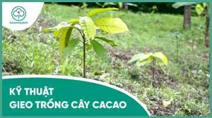 Kỹ thuật trồng cây cacao