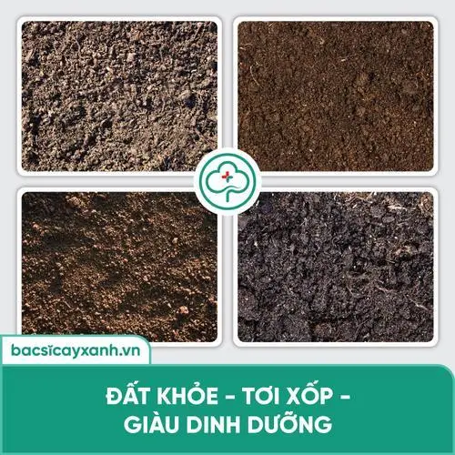 Humic hữu cơ bón đất tơi xốp